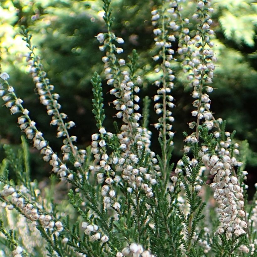 Calluna vulgaris Alba (Floração)