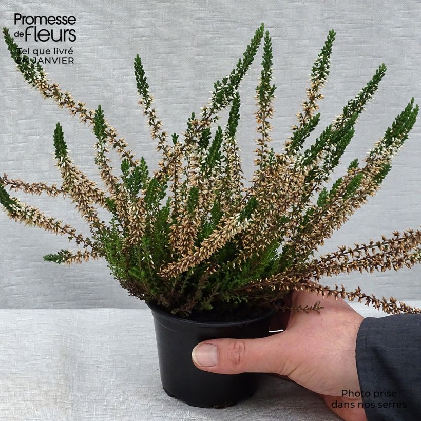 Amostra de Bruyère d'été - Calluna vulgaris Alba Vaso de 8/9 cm tal como entregue no inverno