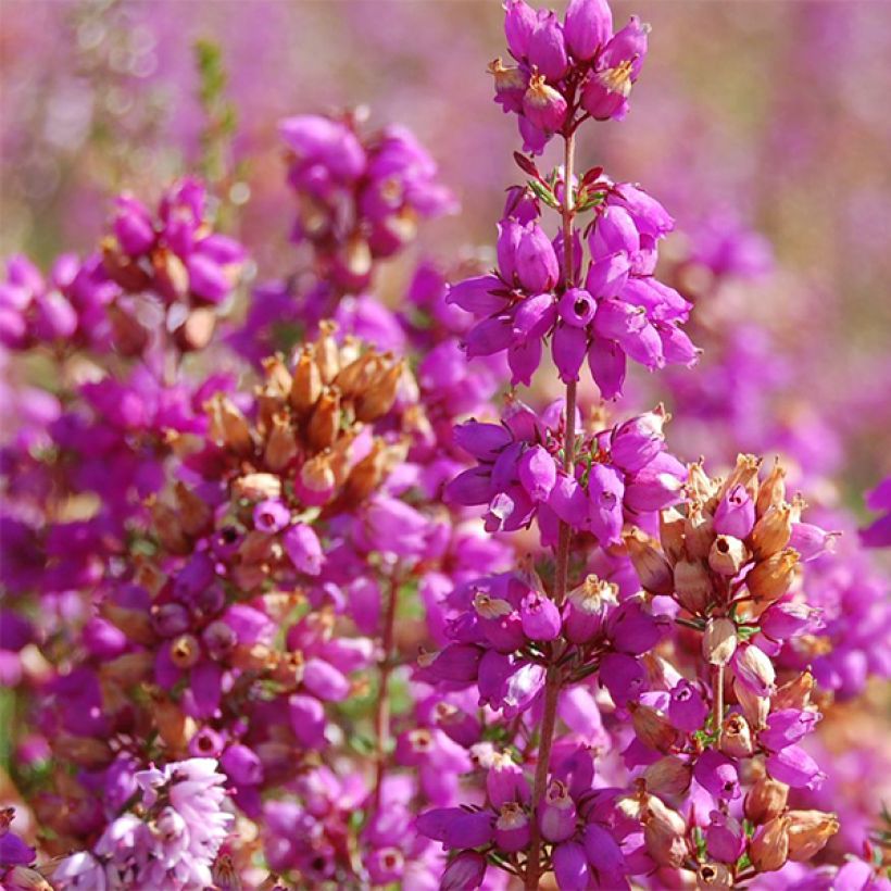 Calluna vulgaris Allegro (Floração)