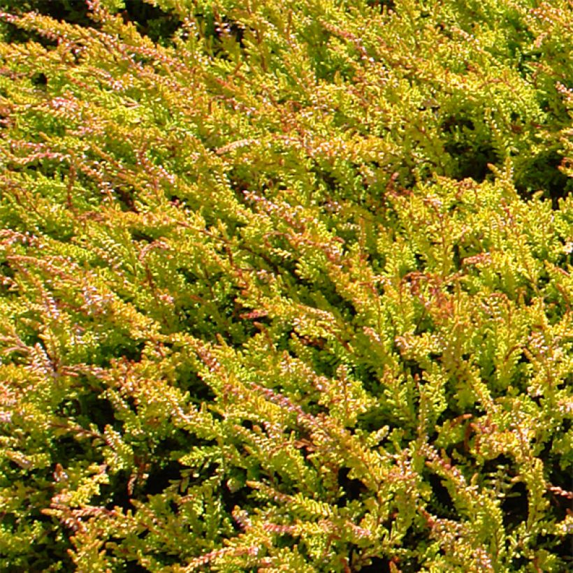 Calluna vulgaris Boskoop (Folhagem)