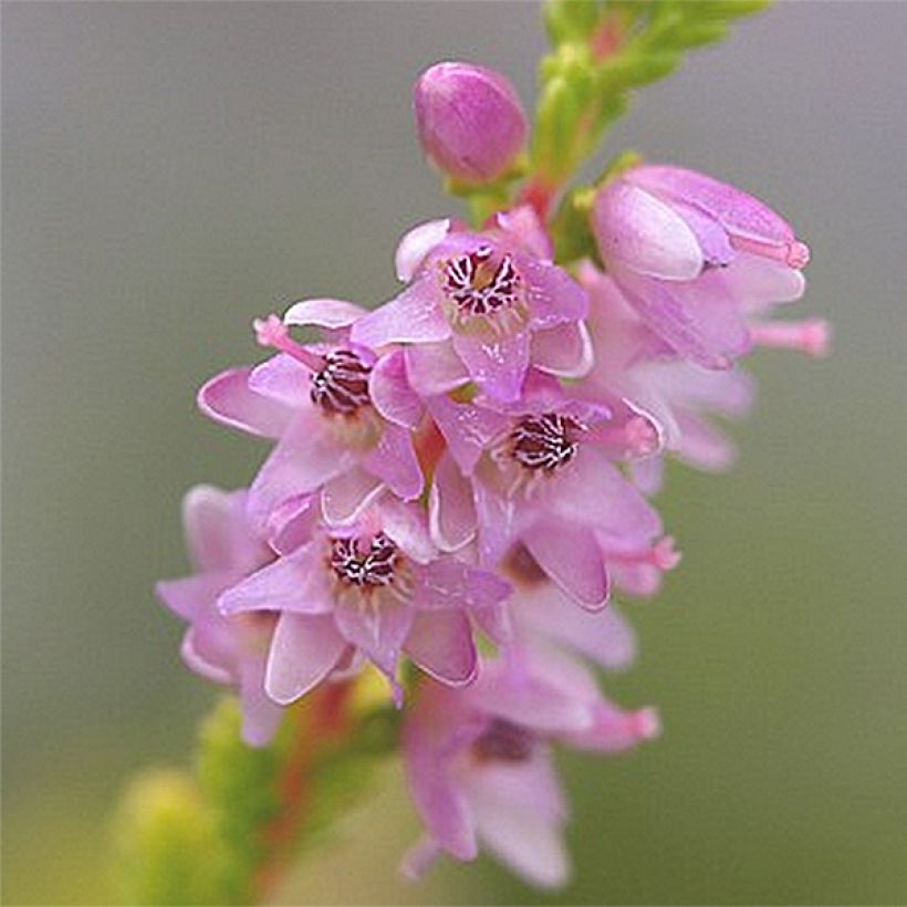 Calluna vulgaris Boskoop (Floração)