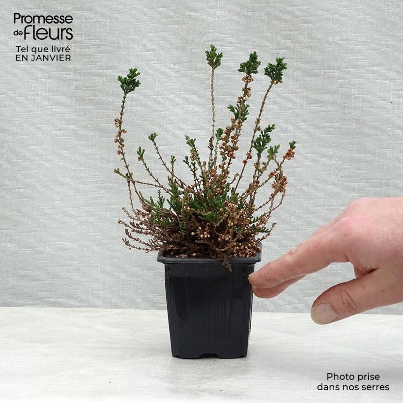 Amostra de Bruyère d'été - Calluna vulgaris H.E Beale Vaso de 8/9 cm tal como entregue no inverno