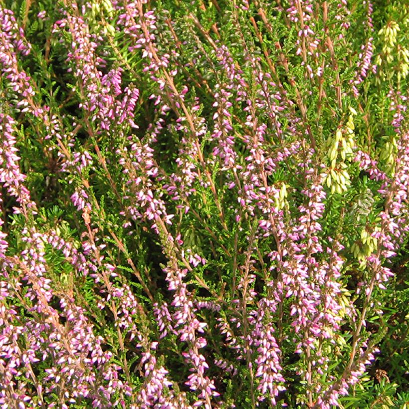 Calluna vulgaris Marleen (Floração)