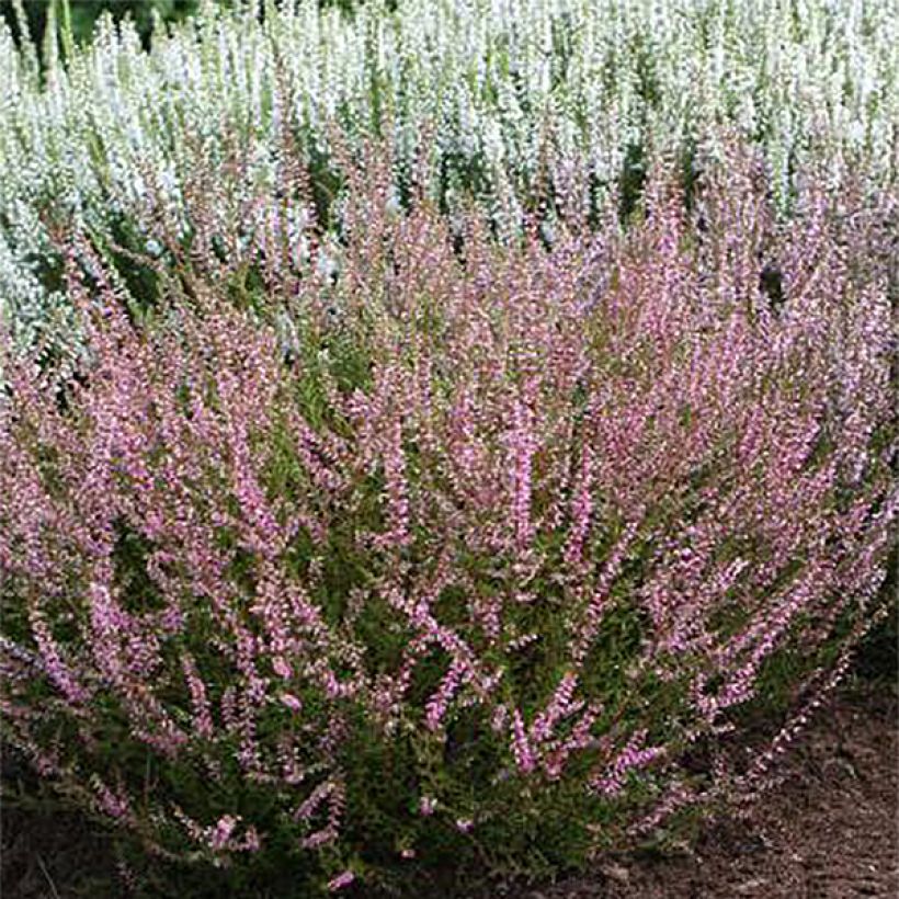 Calluna vulgaris Marlies (Floração)