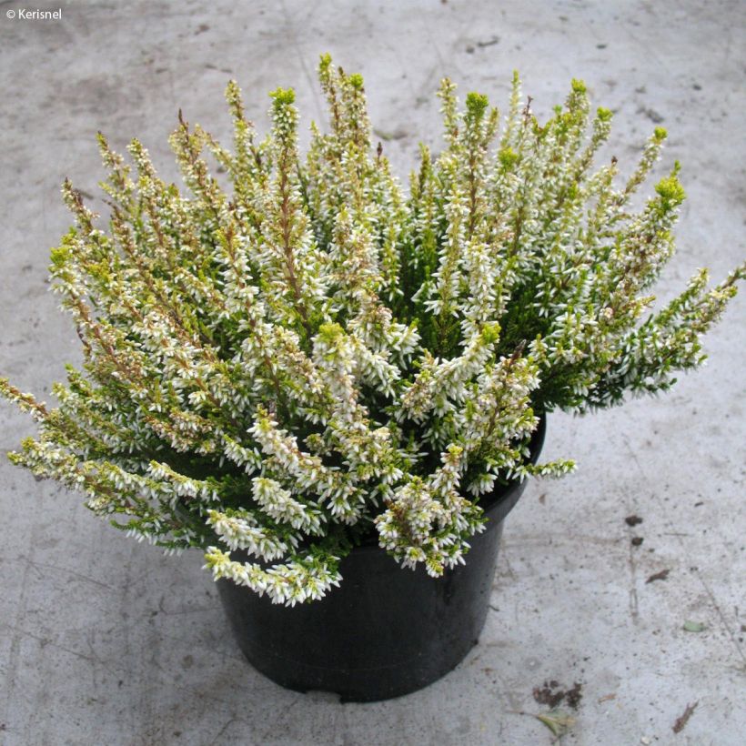 Calluna vulgaris Sandy (Hábito)