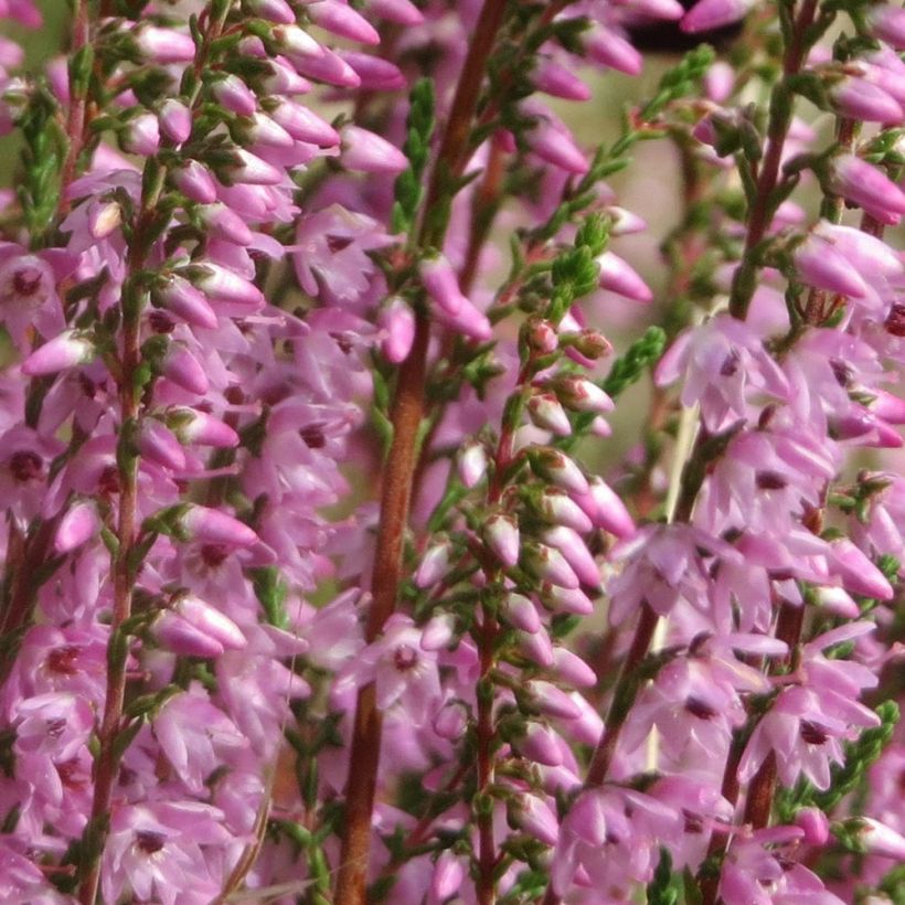 Calluna vulgaris Tib (Floração)