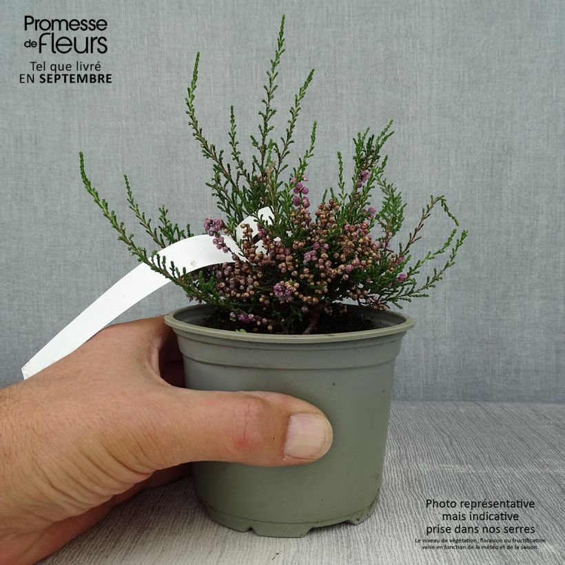 Amostra de Calluna vulgaris Tib Vaso de 12 cm/13 cm tal como entregue no outono