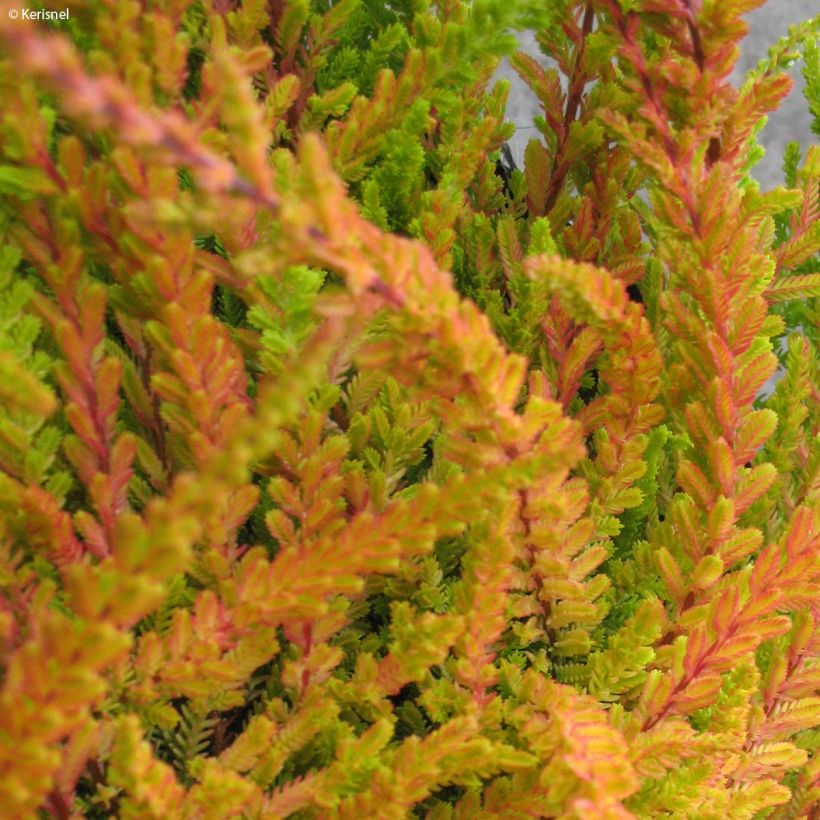 Calluna vulgaris Wickwar Flame (Folhagem)