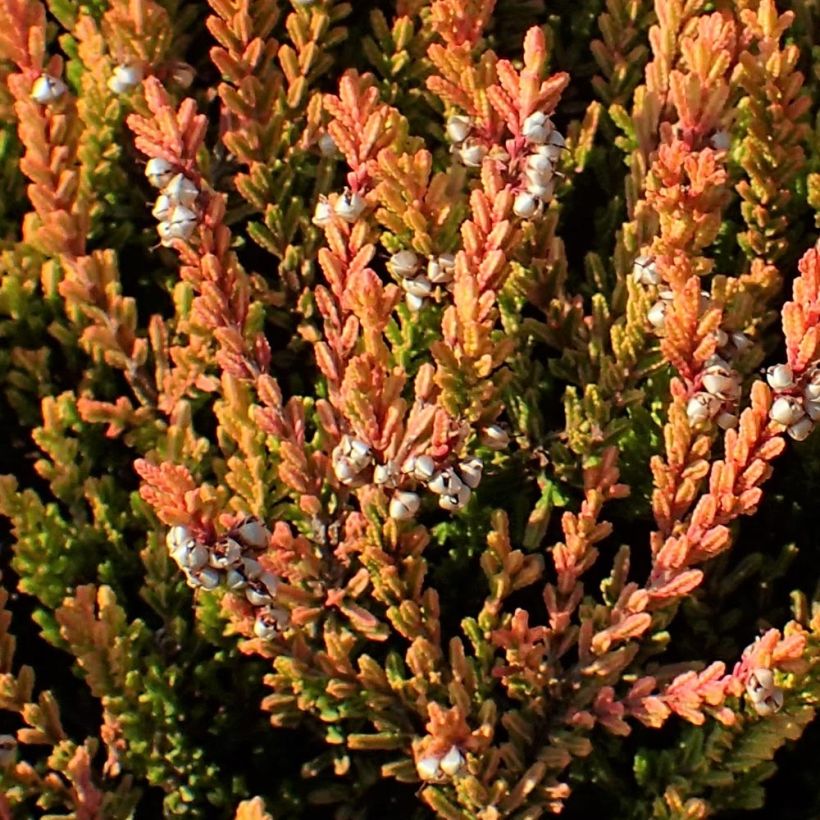Calluna vulgaris Winter Chocolate (Folhagem)