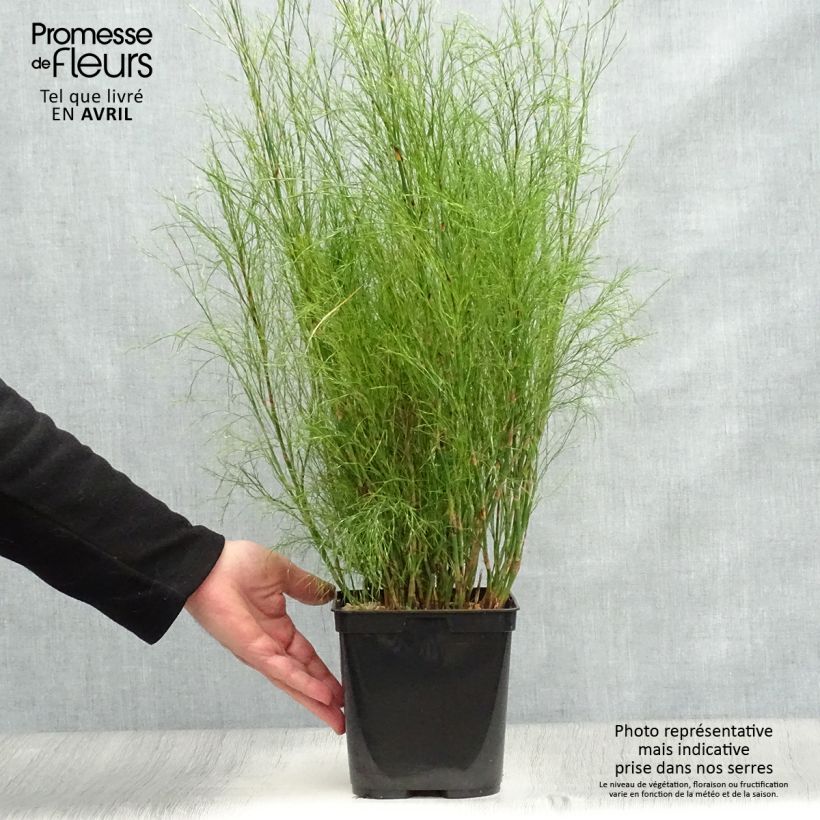 Amostra de Calopsis paniculata Vaso de 2 L/3 L tal como entregue na primavera