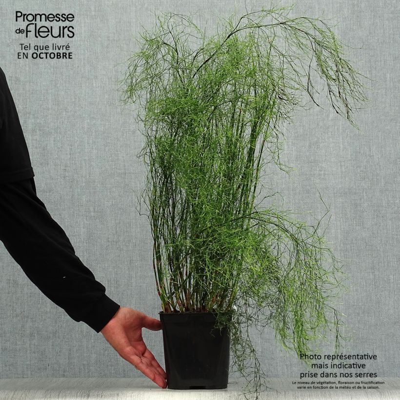 Amostra de Calopsis paniculata Vaso de 2 L/3 L tal como entregue no outono