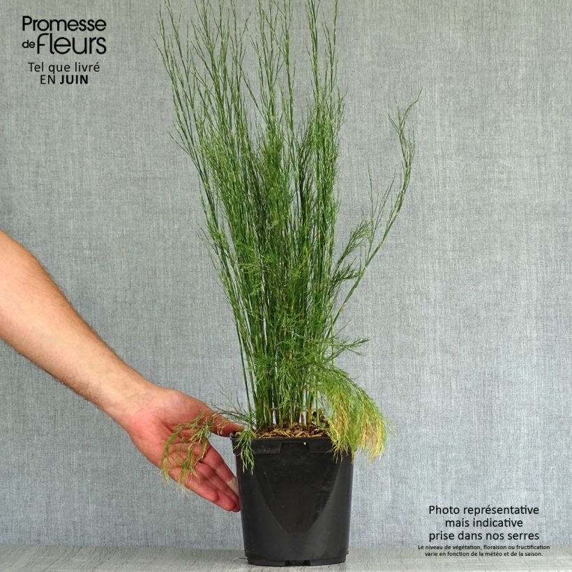 Amostra de Calopsis paniculata Vaso de 2 L/3 L tal como entregue no verão