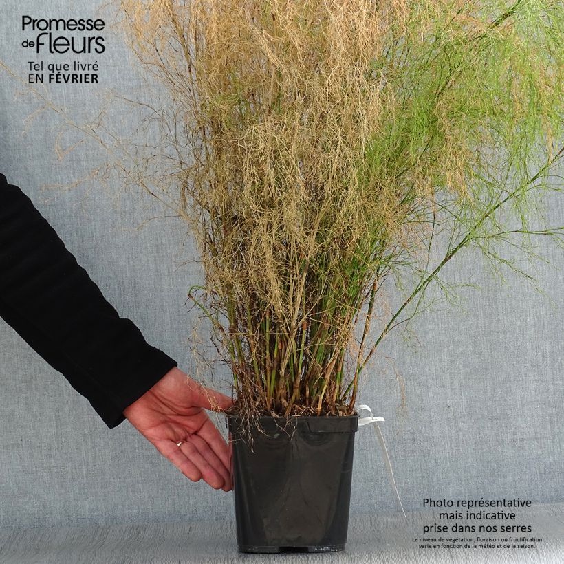 Amostra de Calopsis paniculata - Restio Vaso de 2 L/3 L tal como entregue no inverno