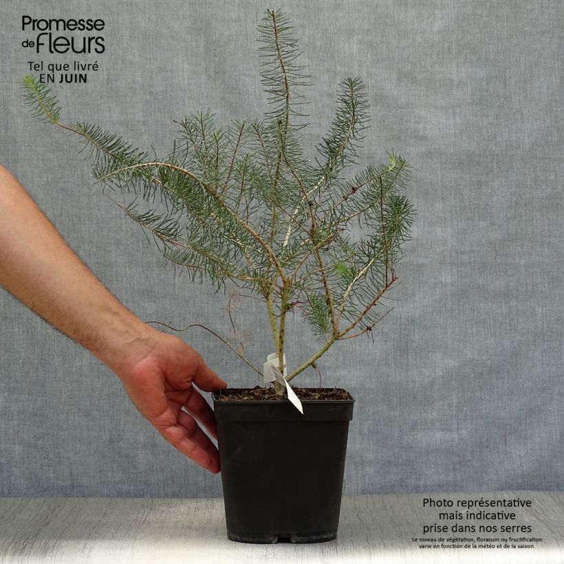 Amostra de Calothamnus quadrifidus Grey Form Vaso de 4 L/5 L tal como entregue no verão