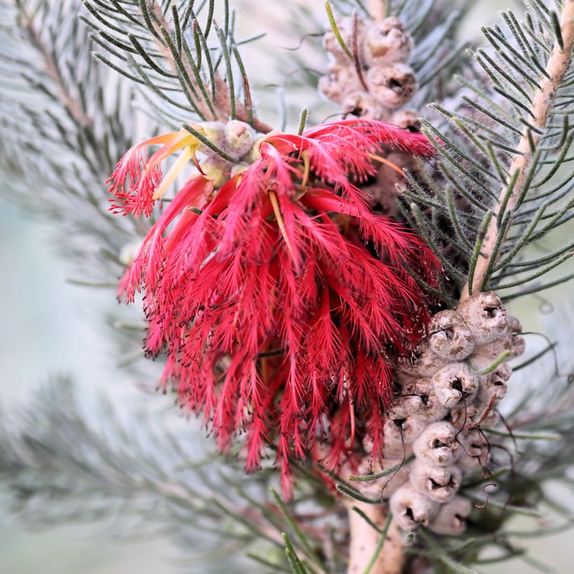 Calothamnus quadrifidus Grey Form (Floração)