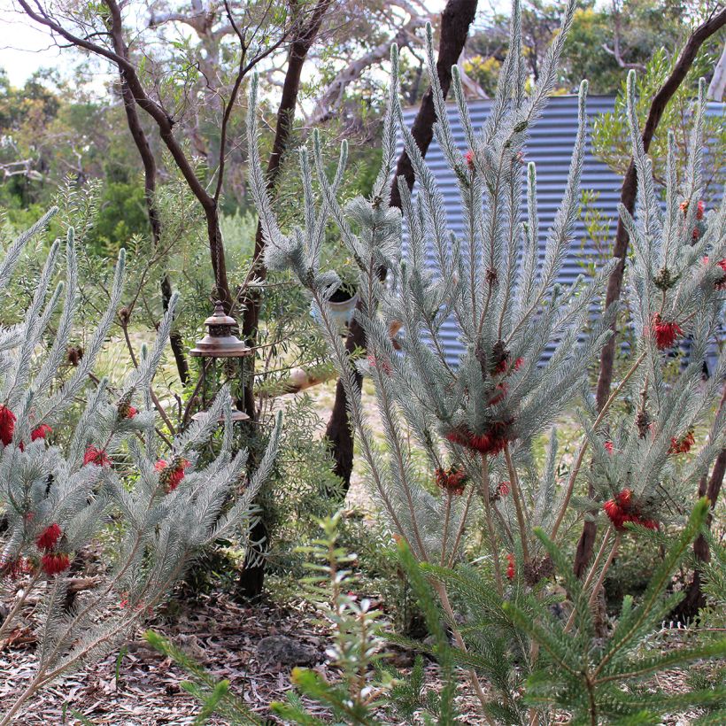 Calothamnus quadrifidus Grey Form (Hábito)