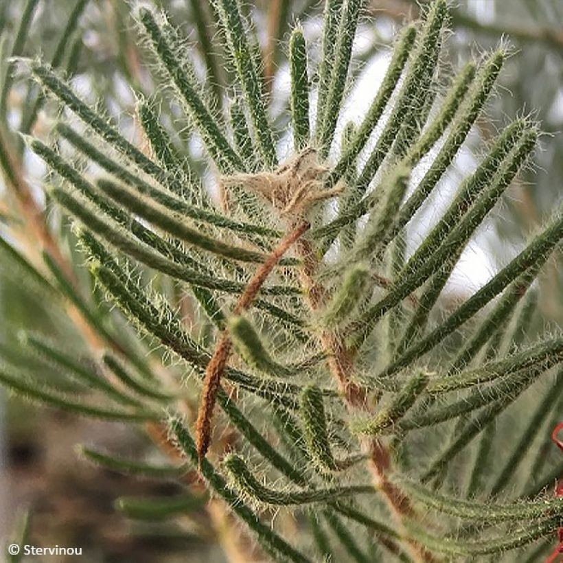 Calothamnus quadrifidus (Folhagem)