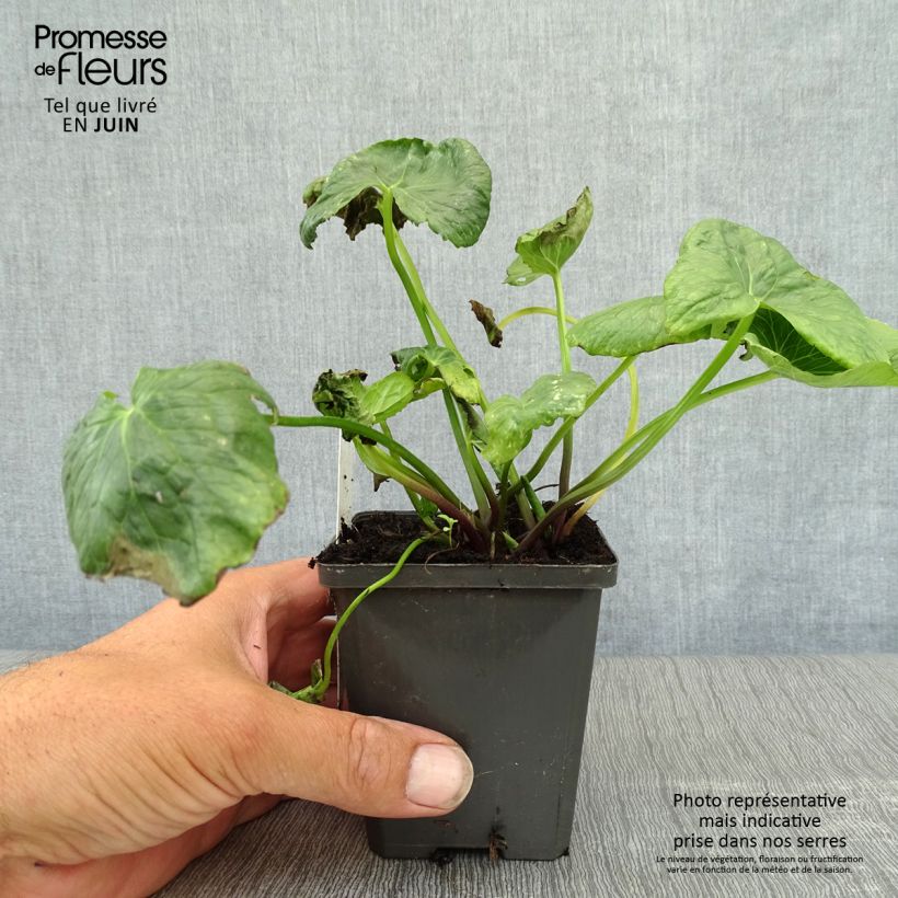 Amostra de Caltha palustris Plena Vaso de 8/9 cm tal como entregue no verão