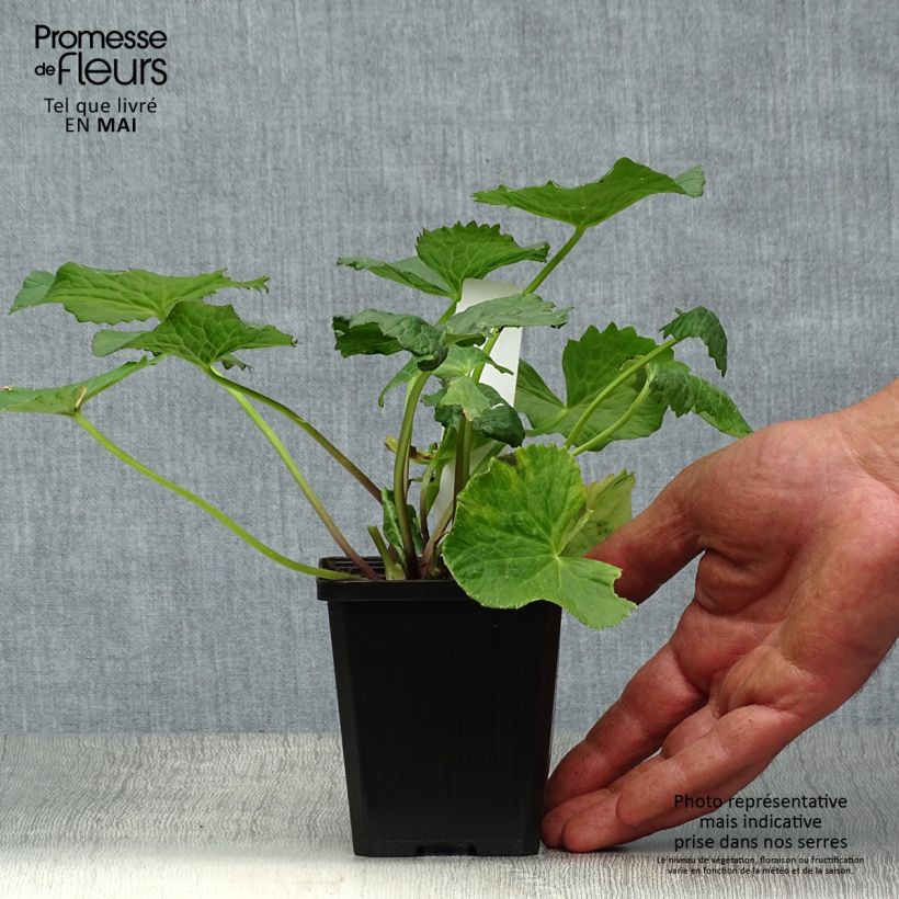 Amostra de Caltha palustris Plena Vaso de 8/9 cm tal como entregue na primavera