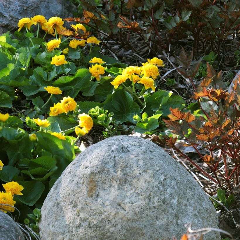 Caltha palustris Plena (Hábito)