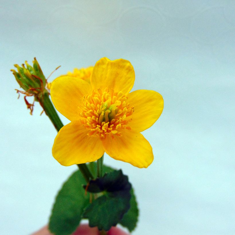 Caltha palustris Polypetala (Floração)