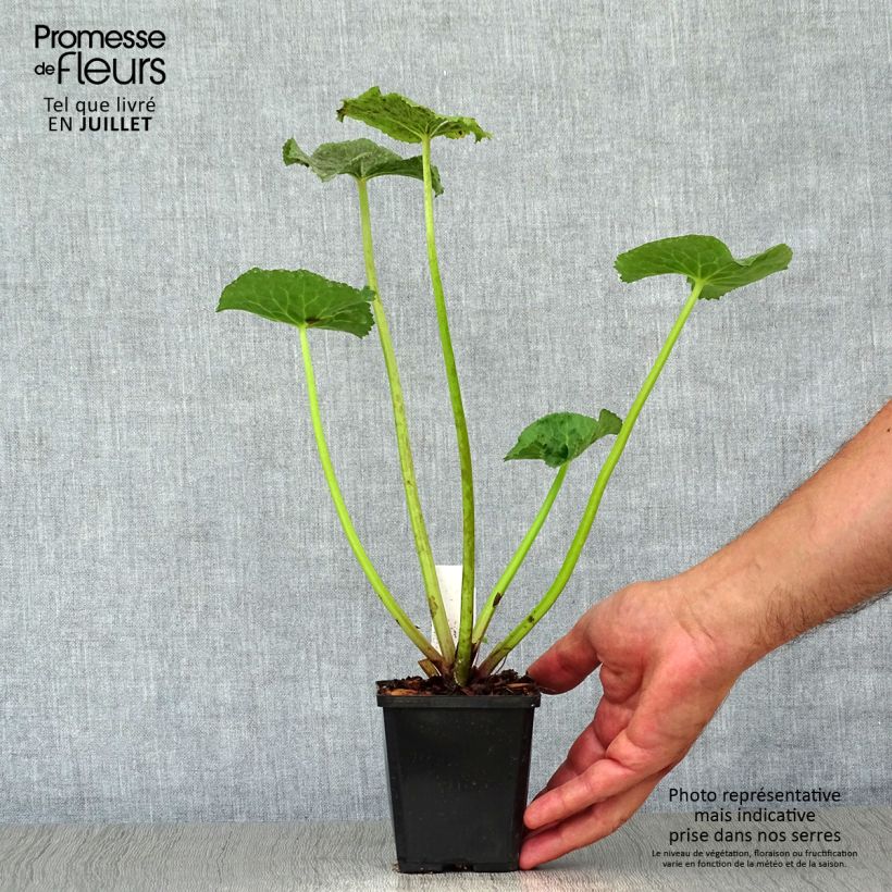Amostra de Caltha palustris Polypetala Vaso de 8/9 cm tal como entregue no verão