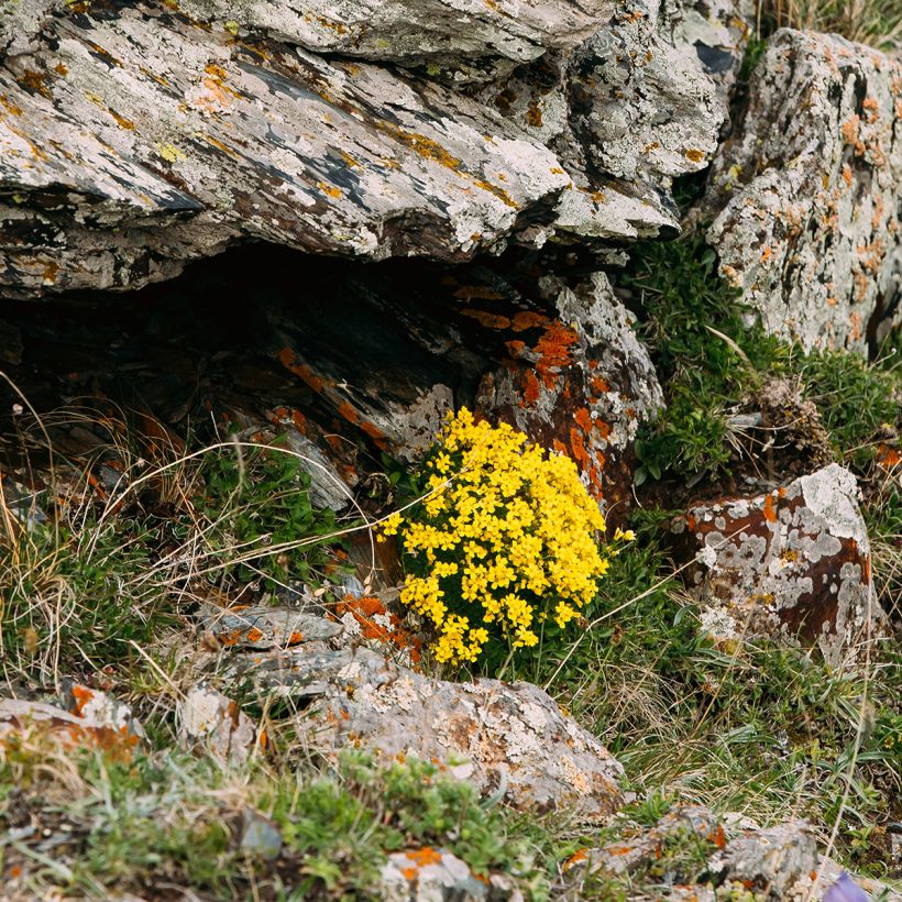 Caltha palustris Polypetala (Hábito)
