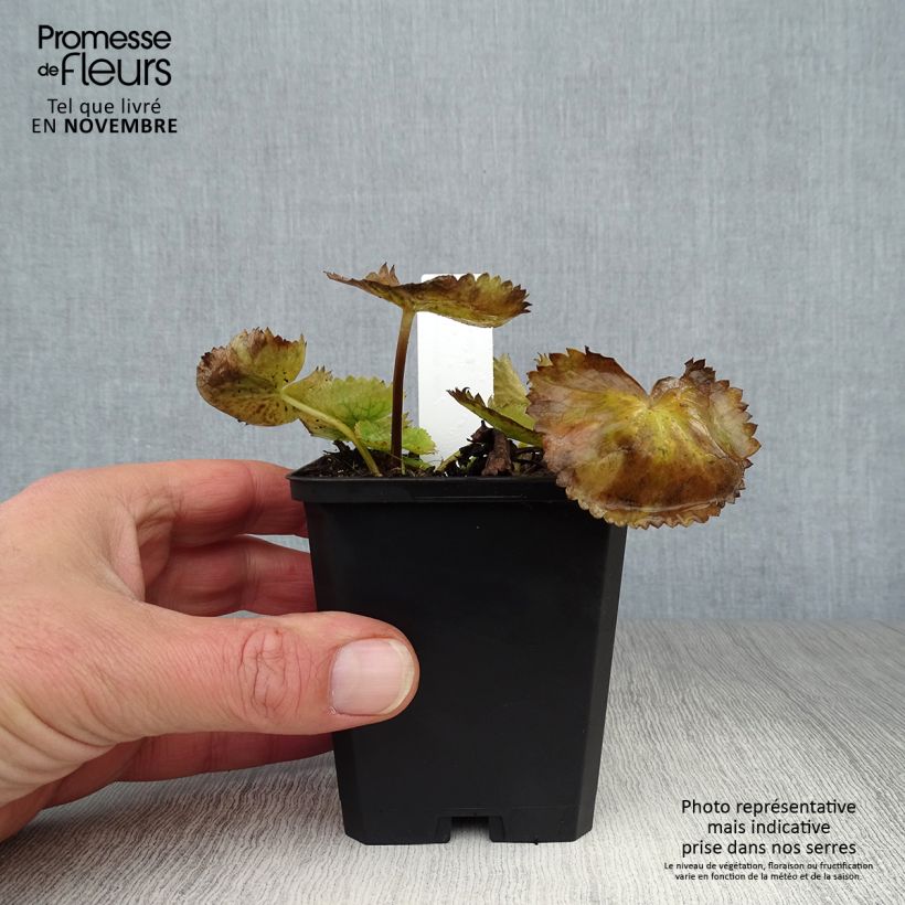 Amostra de Caltha palustris var. alba Vaso de 8/9 cm tal como entregue no outono