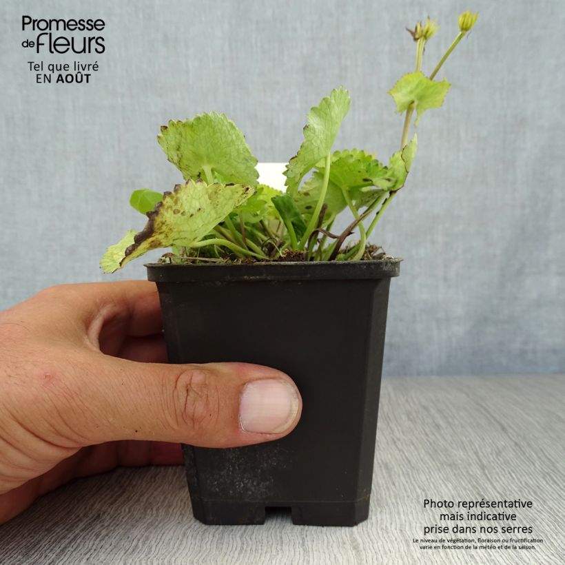 Amostra de Caltha palustris var. alba Vaso de 8/9 cm tal como entregue no verão