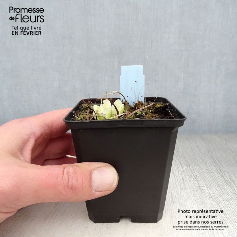 Amostra de Caltha palustris var.alba - Populage blanc - Souci des marais blanc Vaso de 8/9 cm tal como entregue no inverno