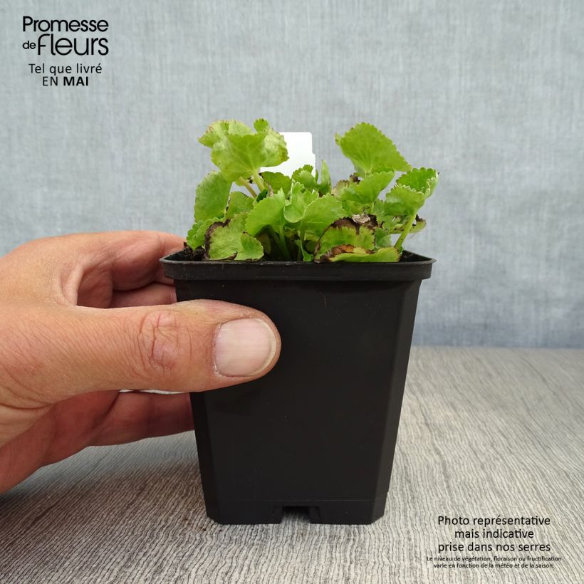 Amostra de Caltha palustris var. alba Vaso de 8/9 cm tal como entregue na primavera