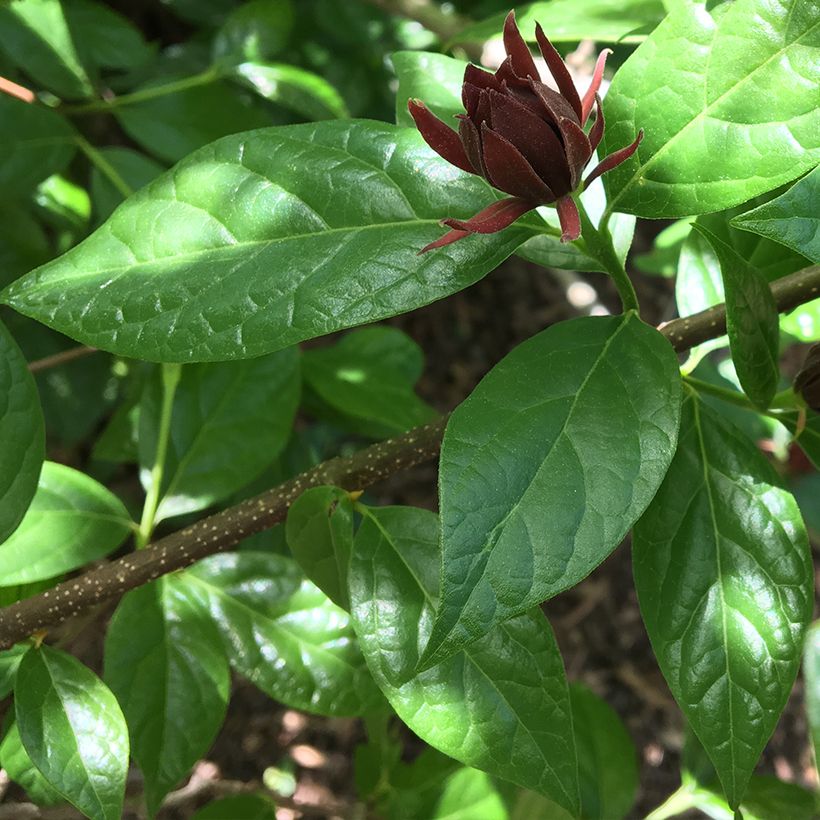 Calycanthus floridus Michael Lindsay (Folhagem)