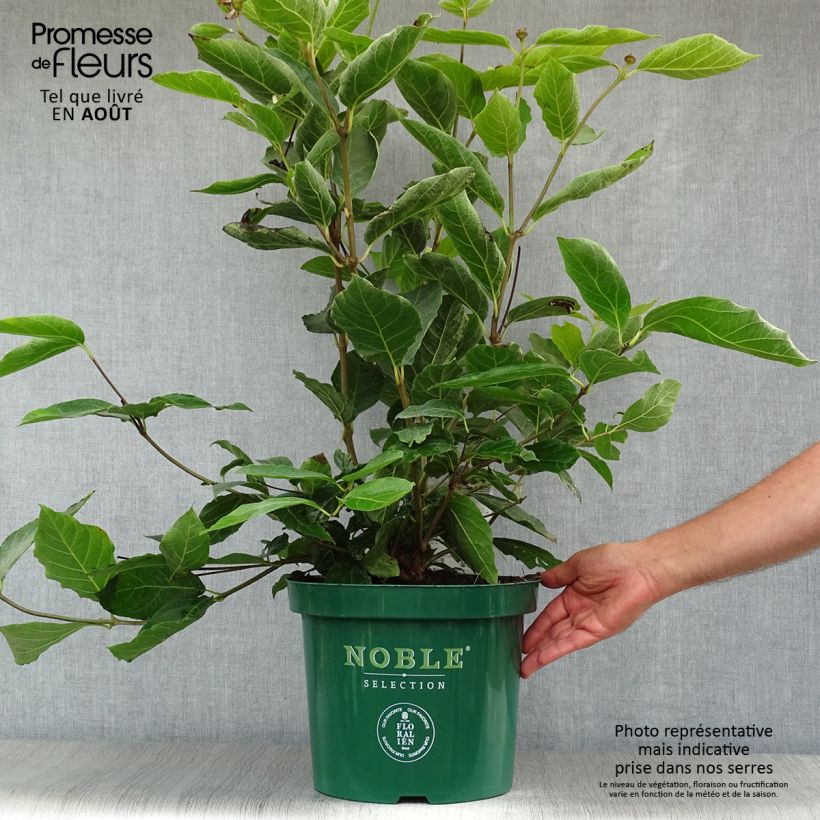 Amostra de Calycanthus Venus Vaso de 7,5 L/10 L tal como entregue no verão