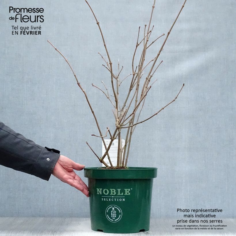 Amostra de Calycanthus Venus - Arbre aux anémones Vaso de 7,5 L/10 L tal como entregue no inverno