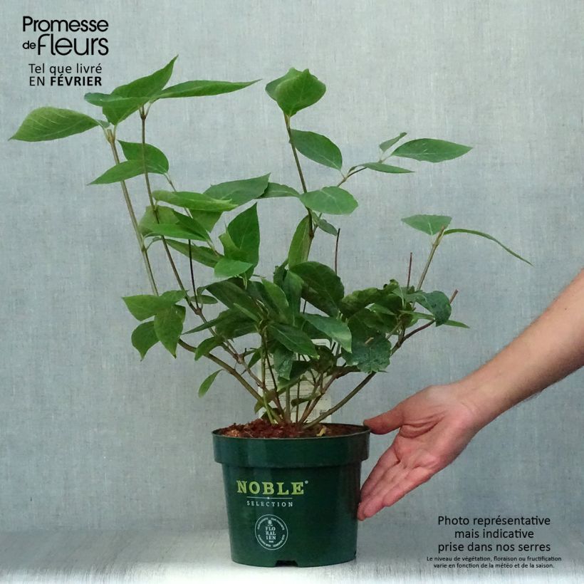 Amostra de Calycanthus Venus Vaso de 3 L/4 L tal como entregue no outono