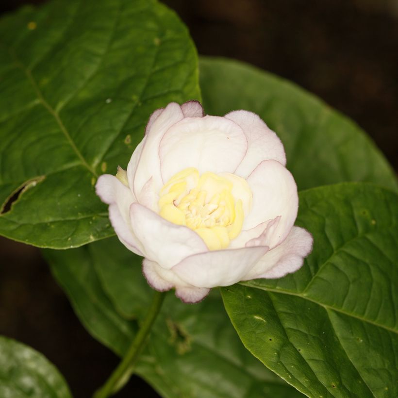 Calycanthus chinensis (Floração)