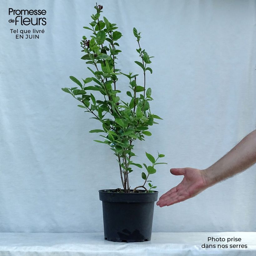 Amostra de Calycanthus floridus Vaso de 4 L/5 L tal como entregue no verão