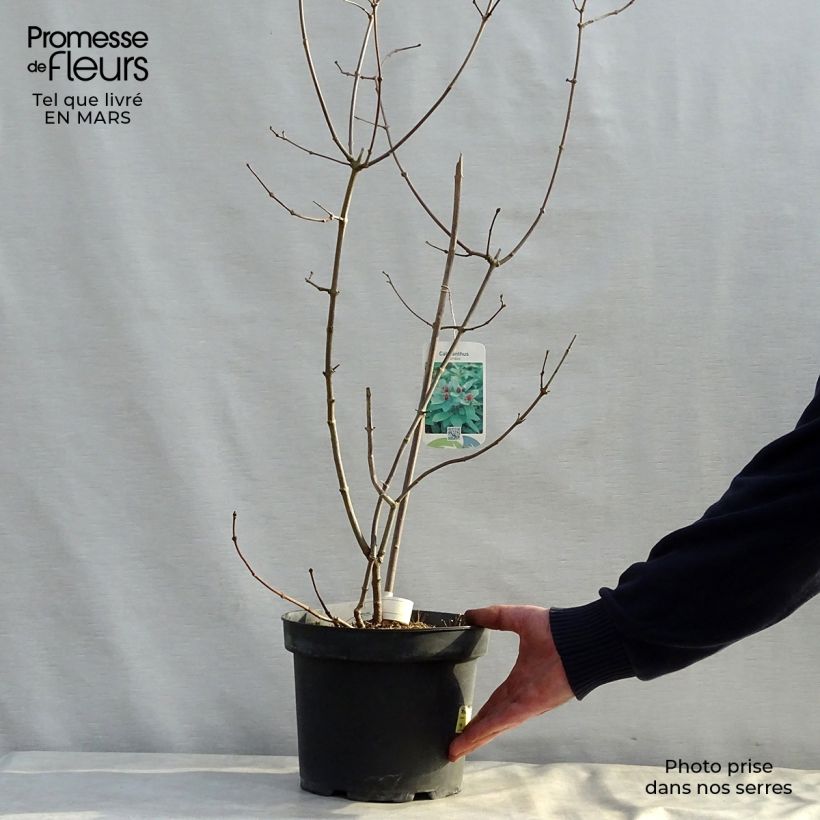 Amostra de Calycanthus floridus Vaso de 4 L/5 L tal como entregue na primavera