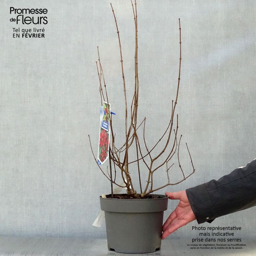 Amostra de Calycanthus floridus - Arbre aux anémones Vaso de 4 L/5 L tal como entregue no inverno
