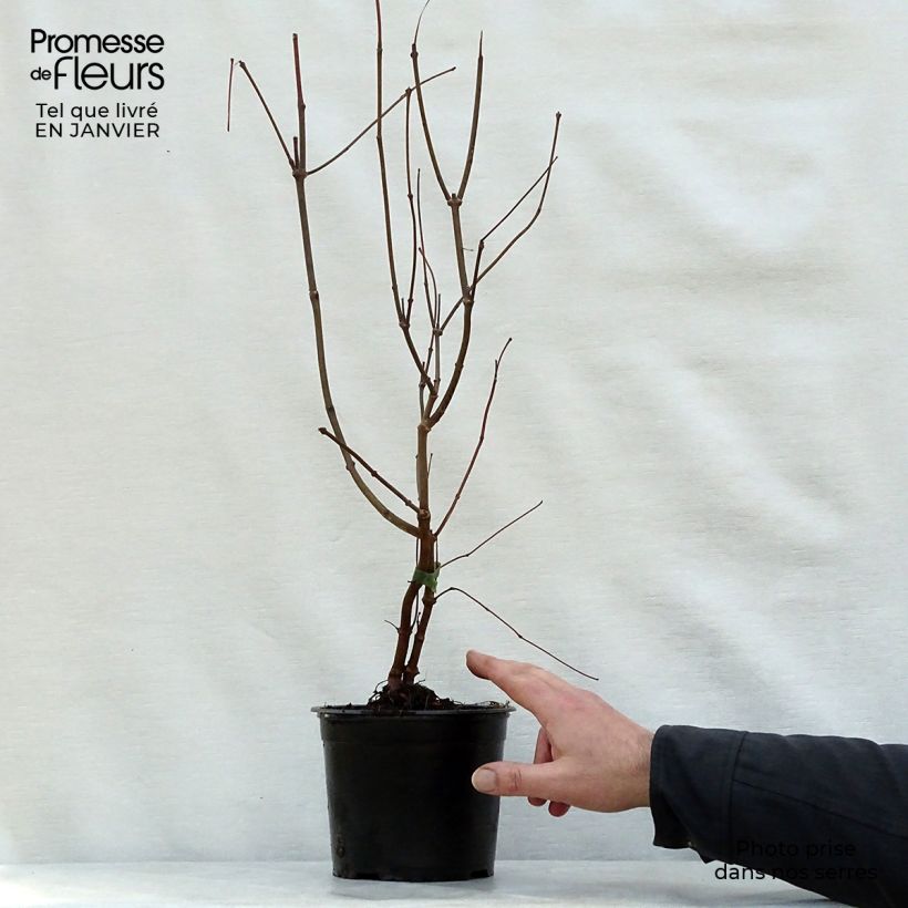 Amostra de Calycanthus floridus - Arbre aux anémones Vaso de 2 L/3 L tal como entregue no inverno