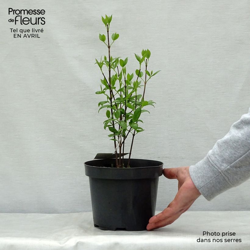 Amostra de Calycanthus floridus Vaso de 2 L/3 L tal como entregue na primavera