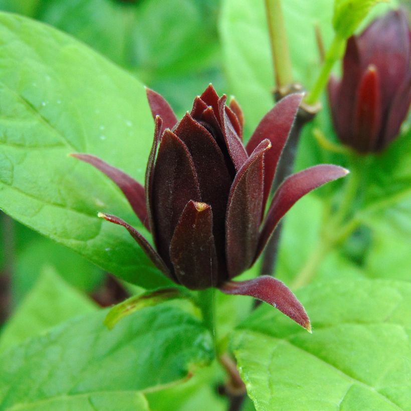 Calycanthus floridus (Floração)