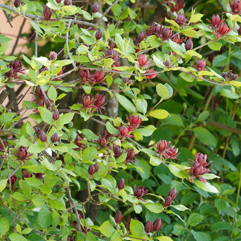 Calycanthus floridus (Hábito)