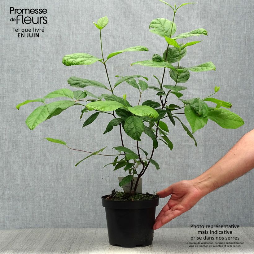 Amostra de Calycanthus floridus Vaso de 2 L/3 L tal como entregue no verão