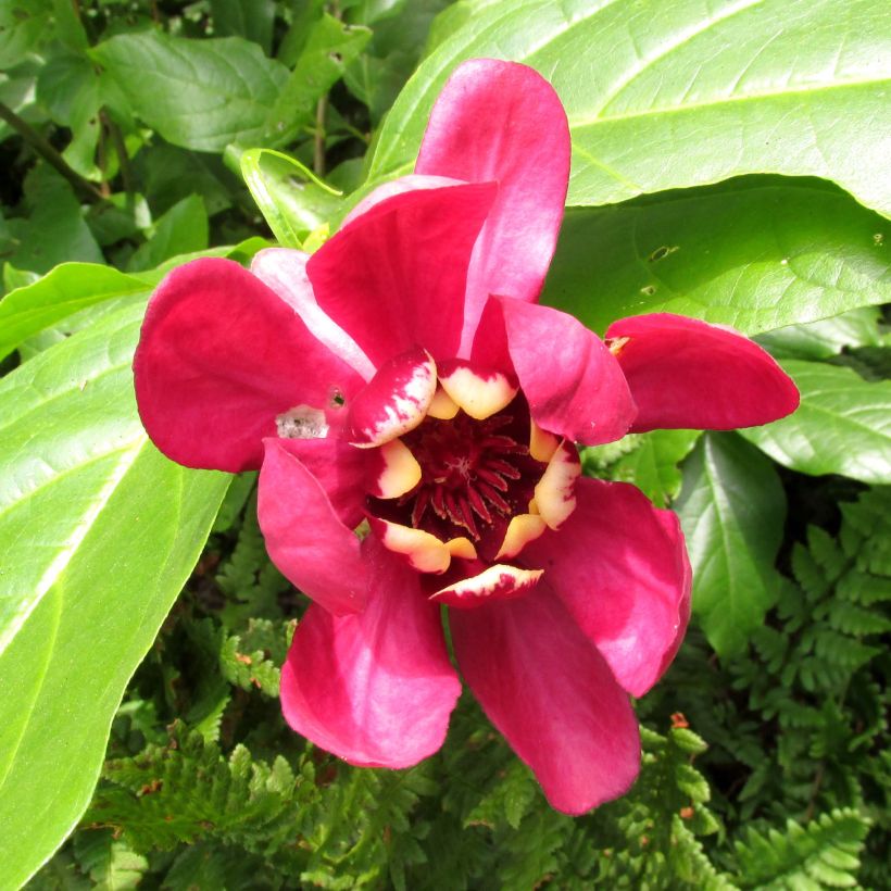 Calycanthus raulstonii Aphrodite (Floração)