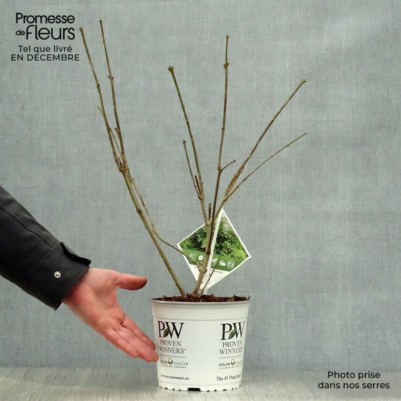 Amostra de Calycanthus raulstonii Aphrodite - Arbre aux anémones. Vaso de 2 L/3 L tal como entregue no inverno