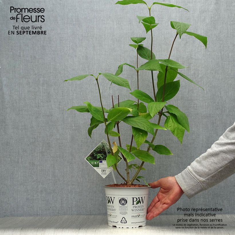 Amostra de Calycanthus raulstonii Aphrodite Vaso de 2 L/3 L tal como entregue no outono