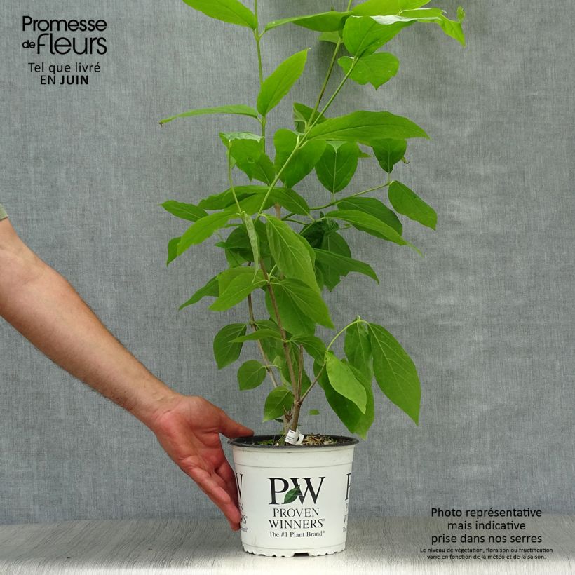 Amostra de Calycanthus raulstonii Aphrodite Vaso de 2 L/3 L tal como entregue no verão