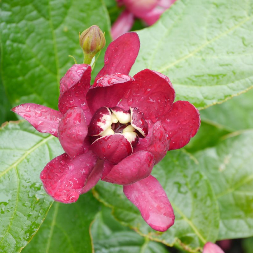 Calycanthus raulstonii Aphrodite (Floração)