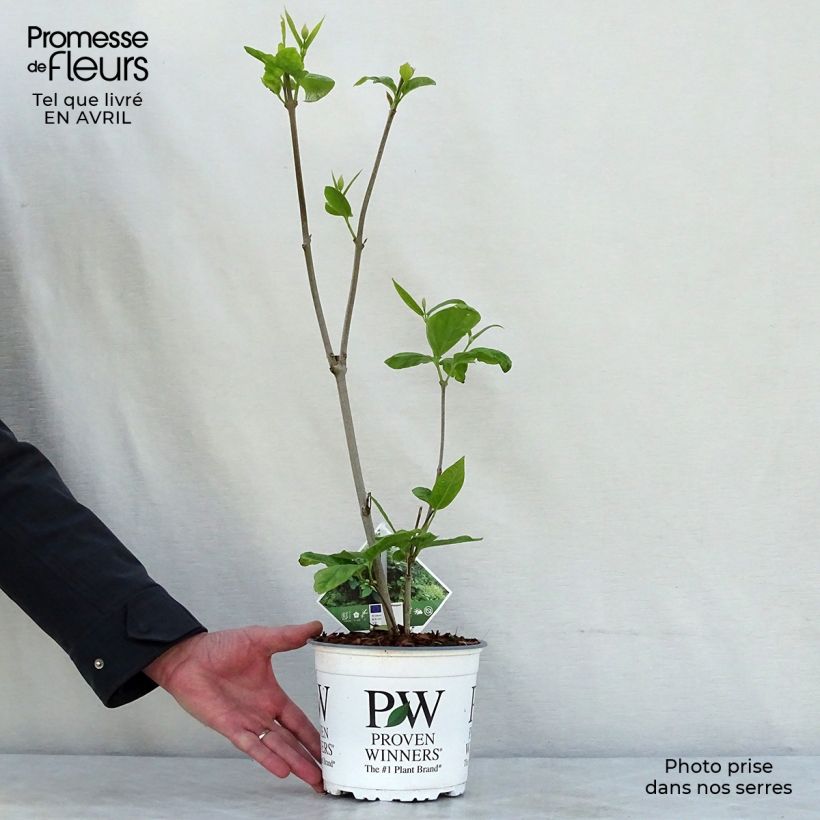 Amostra de Calycanthus raulstonii Aphrodite Vaso de 2 L/3 L tal como entregue na primavera